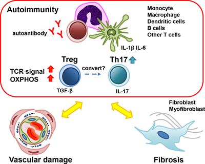 Frontiers | The Pathophysiological Roles Of Regulatory T Cells In The ...